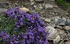 <em>Linaria alpina ssp. alpina</em>